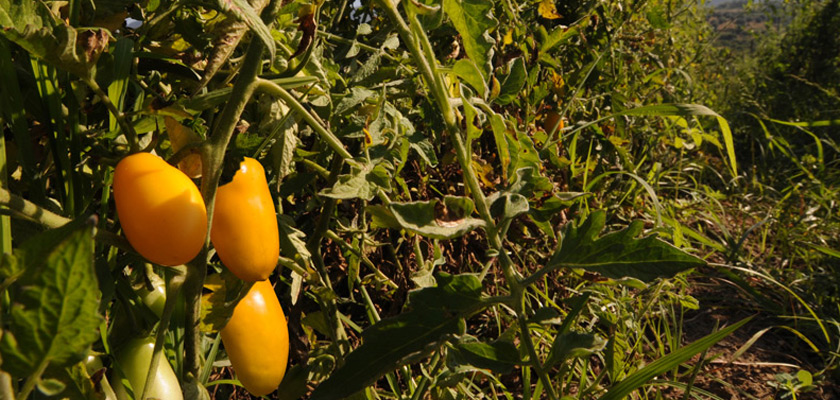 Prodotti tipici lavorati con frutta e verdura di agricoltura biologica